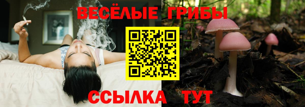 Кимры  Галлюциногенные грибы Psilocybe  Вход с VPN 